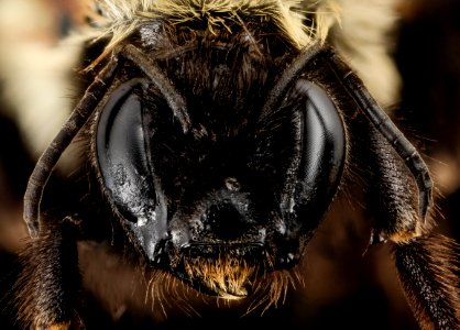 Bombus affinis, F, face, big sky meadows, virginia 2014-09-22-17.57.06 ZS PMax photo