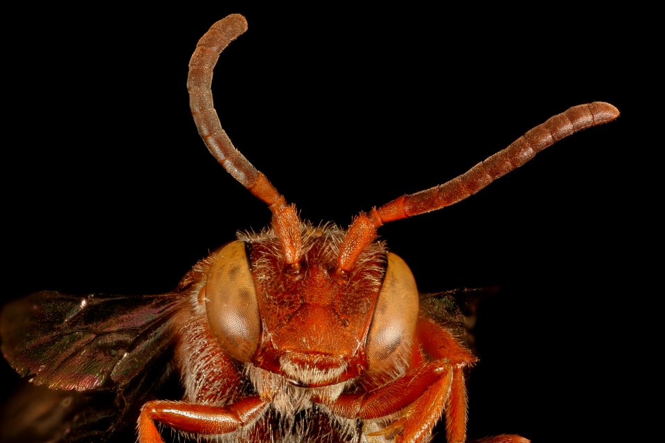 Nomada rubicunda, f, face, Minnesota 2016-04-16-02.02