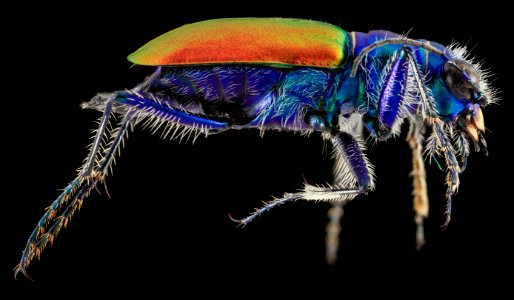 Festive Tiger Beetle, side, Badlands,Pennington Co, SD 2013-12-31-13.45.13 ZS PMax photo