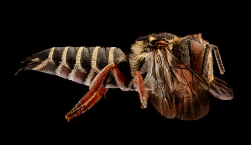 Coelioxys novomexicana, f, right, Yolo, CA 2019-03-22-07.22.26 ZS PMax UDR