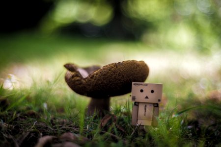 hunting the mushroom photo