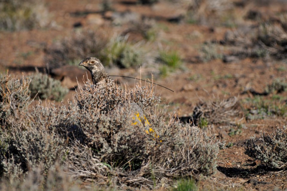 Radio-collared female Bi-State sage-grouse in Nevada