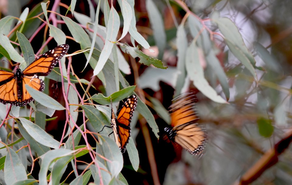 Male monarch dive-bombs other males resting in eucalyptus tree