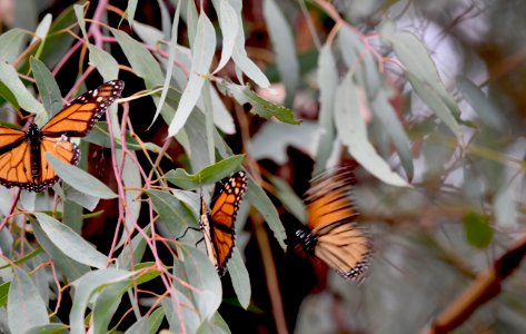Male monarch dive-bombs other males resting in eucalyptus tree
