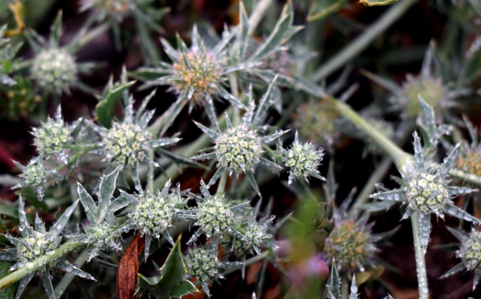 San Diego button-celery is a federally endangered plant