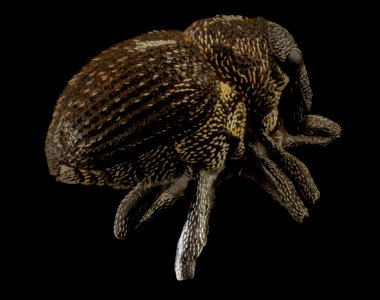 Rhinoncomimus latipes, side 2015-06-24-15.34.11 ZS PMax UDR