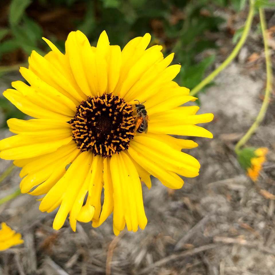 A California sunflower near the Santa Clara River. photo