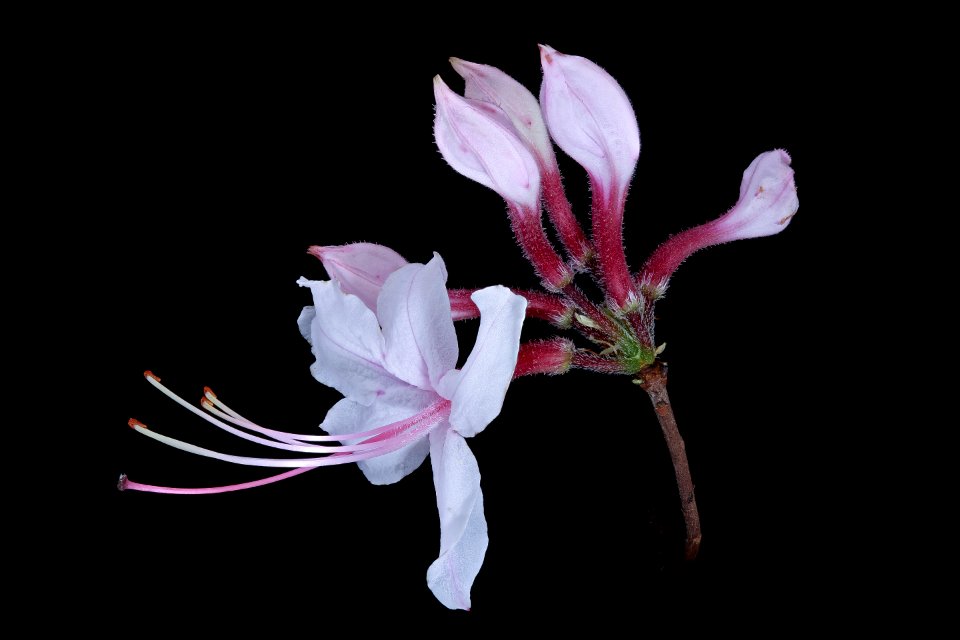 Rhododendron periclymenoides, Pinxter Azalea, Howard County, Md, Helen Lowe Metzman 2019-10-24-12.13.33 ZS PMax UDR