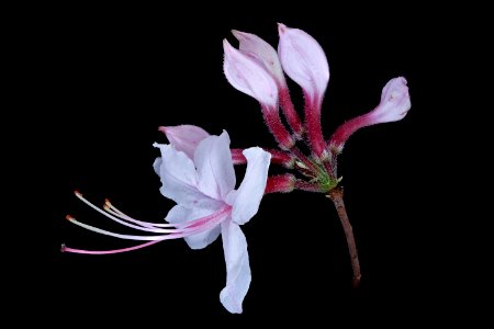 Rhododendron periclymenoides, Pinxter Azalea, Howard County, Md, Helen Lowe Metzman 2019-10-24-12.13.33 ZS PMax UDR