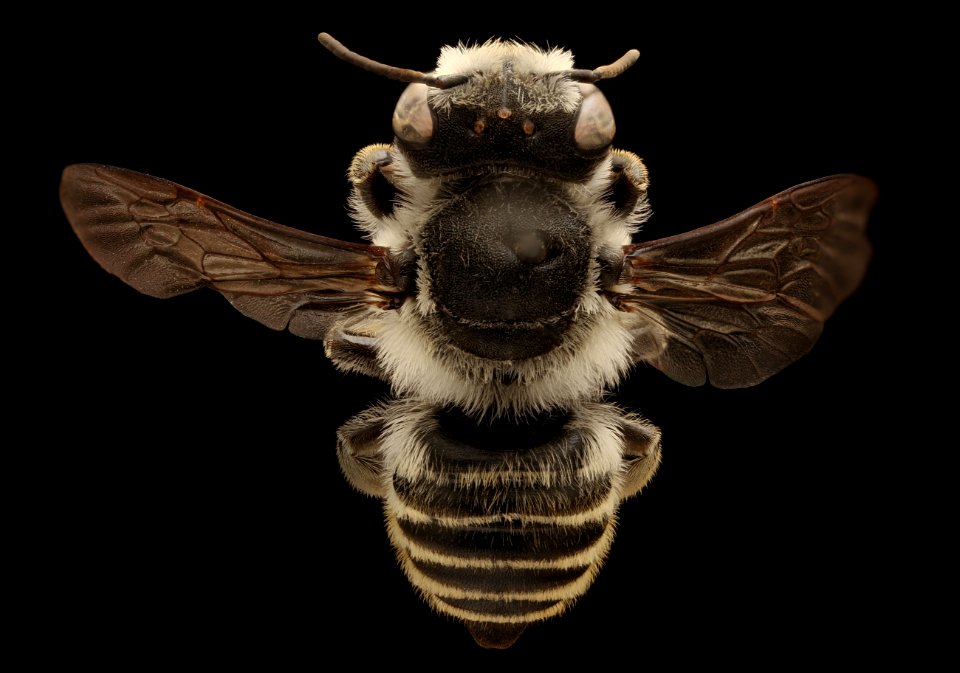 Megachile coquilletti, f, back, Yolo Co, CA 2019-03-23-14.51.54 ZS PMax UDR
