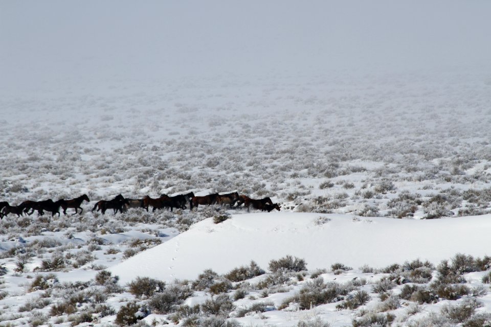 Swasey Wild Horse Gather Day 4: 2/15/13