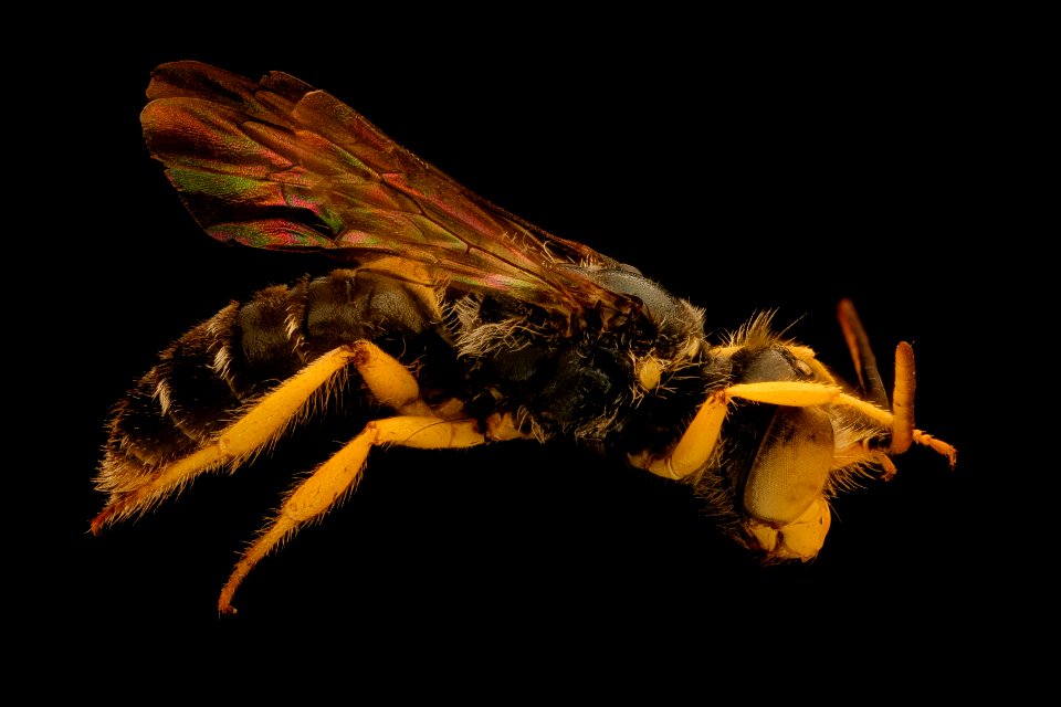 Calliopsis andreniformis, m, baltimore city, side 2018-10-16-10.37.19 ZS