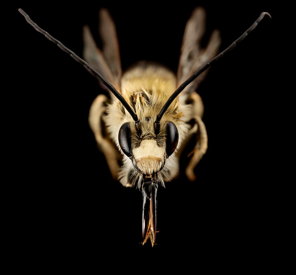 Eucera dubitata, m, ga, baker, face 2015-01-08-16.25.51 ZS PMax