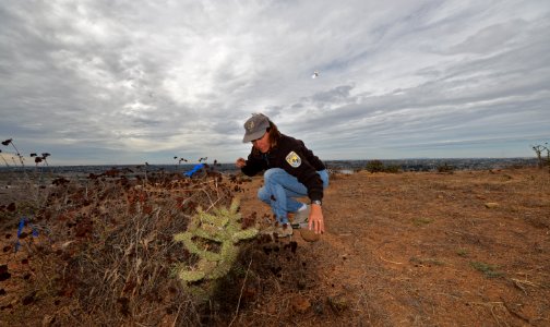 U.S. Fish and Wildlife Service Biologist Susan Wynn releases quino into San Diego County. photo