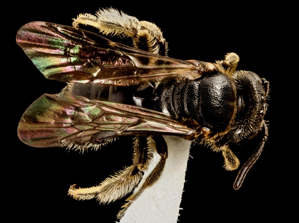 Pseudopanurgus labrosiformis, f, ga, baker, back 2015-01-08-17.28.45 ZS PMax