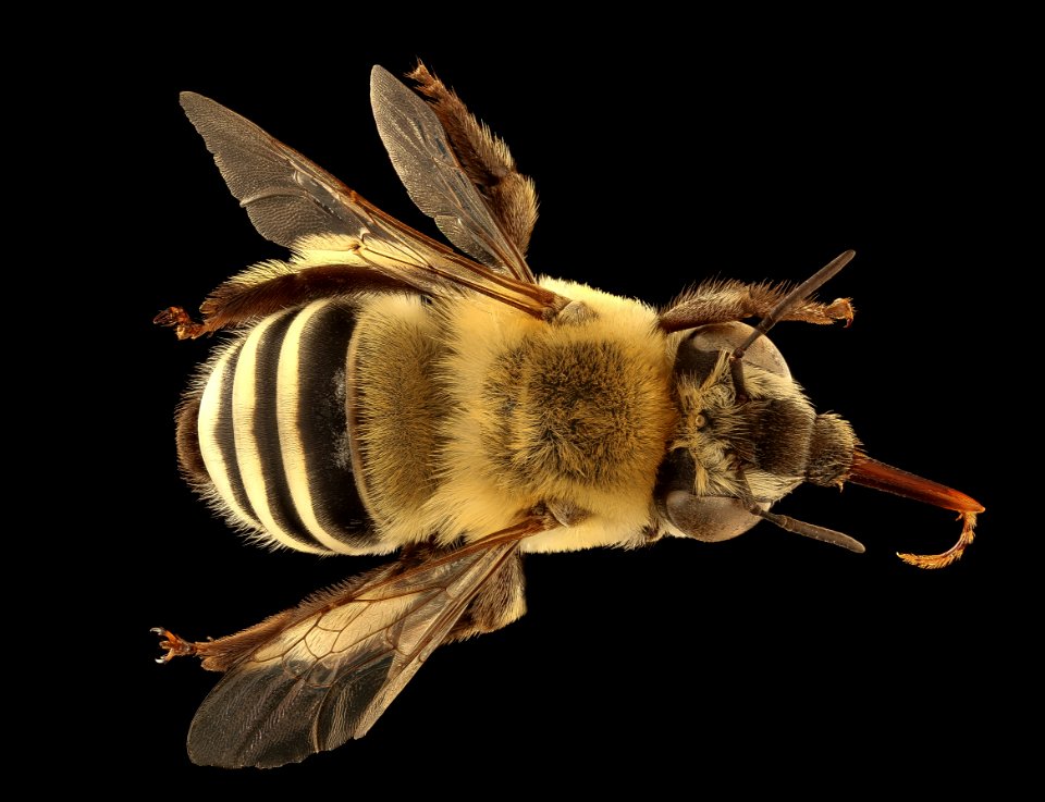 Anthophora walshii, f, back, Pennington Co., SD 2018-08-10-14.14.22 ZS PMax UDR