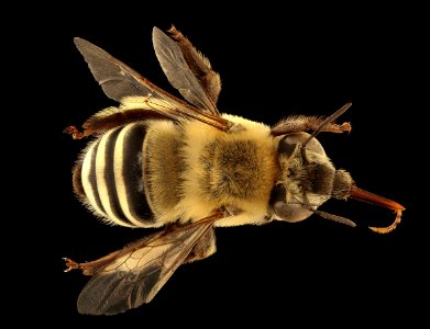 Anthophora walshii, f, back, Pennington Co., SD 2018-08-10-14.14.22 ZS PMax UDR