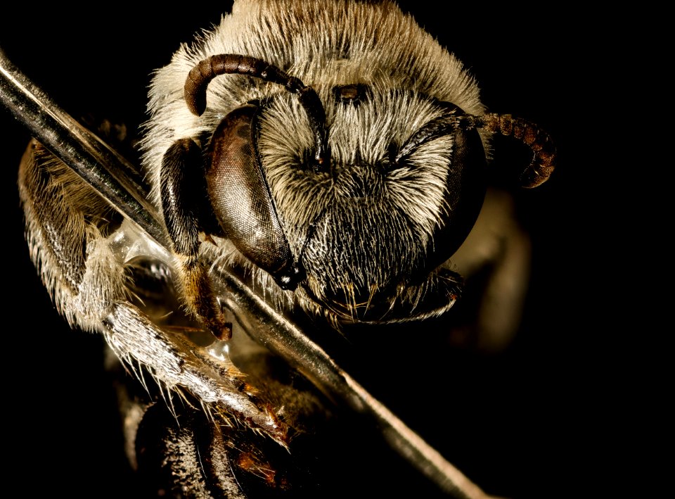 Colletes brevicornis, f, face, Pr. George's Co. Maryland 2016-03-29-15.57