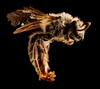 Colletes willistoni, m, right, Hooker Co., NE 2018-06-19-19.04.10 ZS PMax UDR