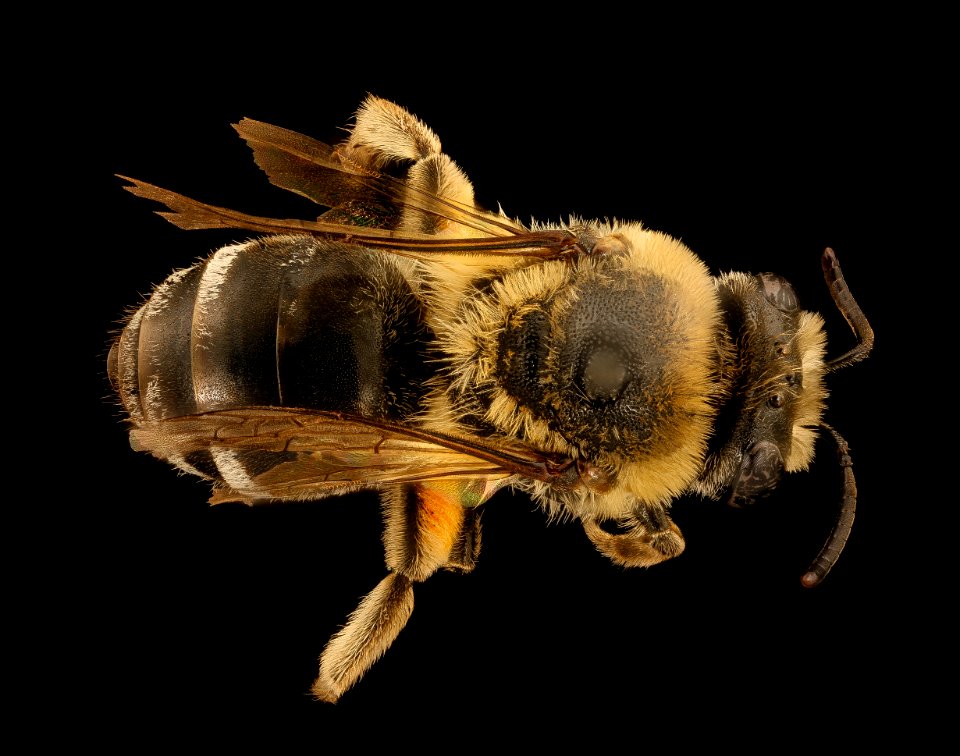 Colletes ciliatus, f, Back,  jugbay,MD 2019-10-10-18.43.33 ZS PMax UDR