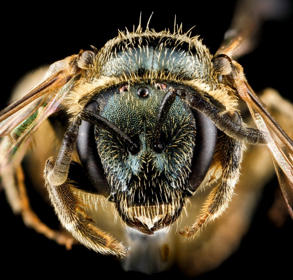 Lasioglossum lineatulum, female, face 2012-07-12-17.04