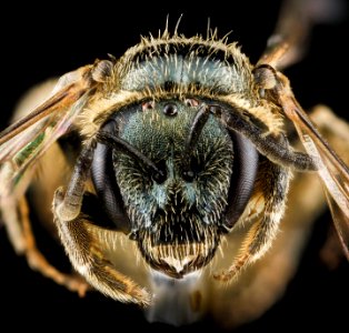 Lasioglossum lineatulum, female, face 2012-07-12-17.04 photo