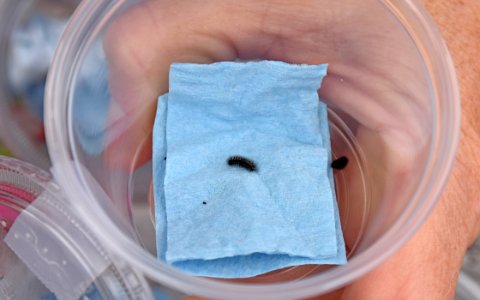 Quino checkerspot larva reared at the San Diego Zoo