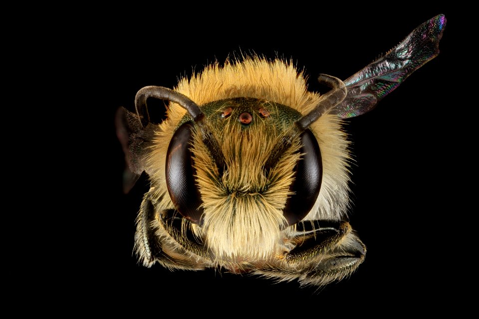 Osmia pumila, M, Face, MD 2013-06-25.18.39.16 ZS PMax