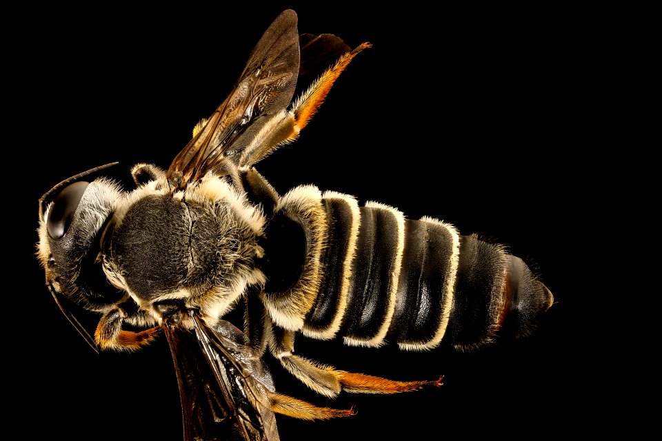 Megachile policaris, back, chambers co, Texas 2016-07-27-18.00
