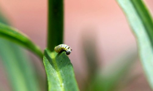 Monarch caterpillar on narrow-leaf milkweed
