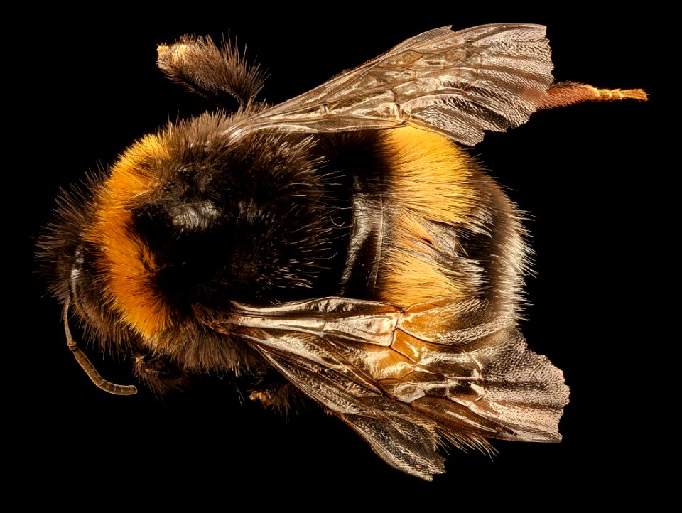 Bombus terrestris, f, back, Culverden, New Zealand 2017-05-26-17.45