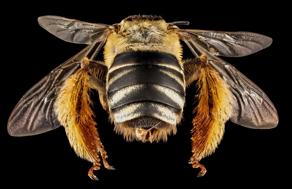 Svastra aegis, F, Back, GA, Baker County 2015-01-12-13.49.33 ZS PMax