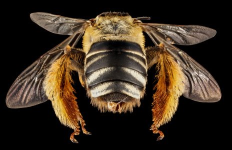 Svastra aegis, F, Back, GA, Baker County 2015-01-12-13.49.33 ZS PMax