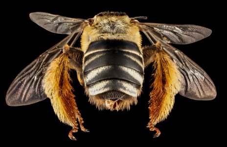 Svastra aegis, F, Back, GA, Baker County 2015-01-12-13.49.33 ZS PMax photo