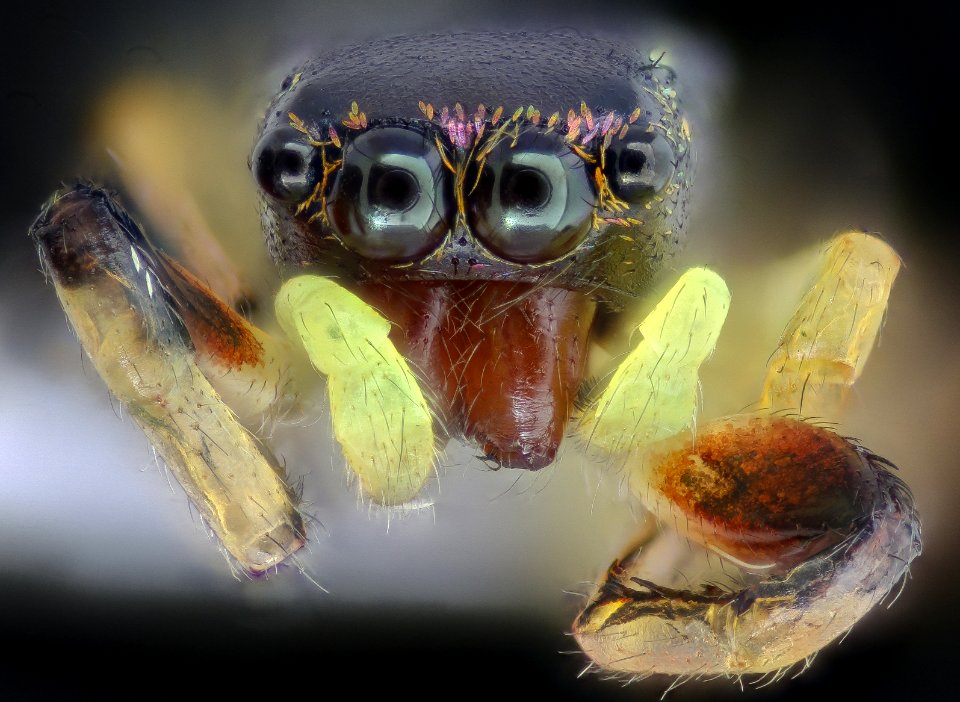 Really small jumping spider 2020-08-03-17.55.44 ZS PMax UDR