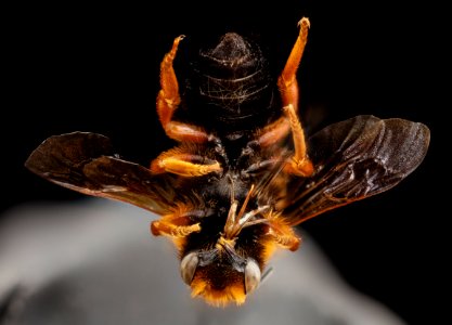 Megachile Chalicodoma species, f, morocco, angle 2014-08-14-12.35.47 ZS PMax photo