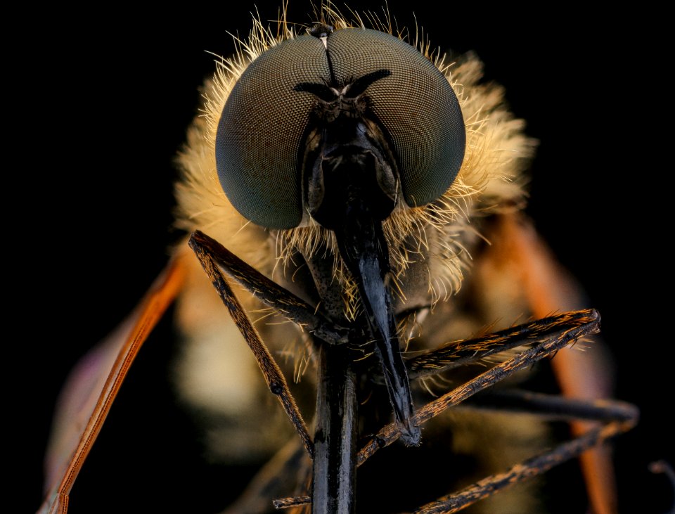 Black hump fly, u, face 2020-09-16-18.43.52 ZS PMax UDR