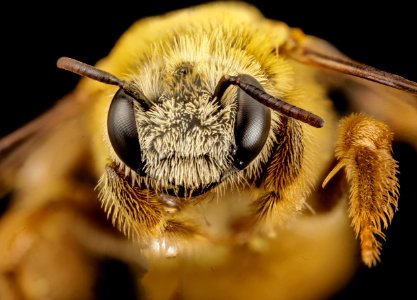 bee diadasia like, f, brazil, face 2014-08-08-11.29.20 ZS PMax