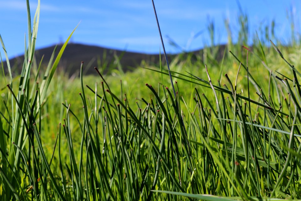 Thread-leaved brodiaea is a federal and state threatened species.