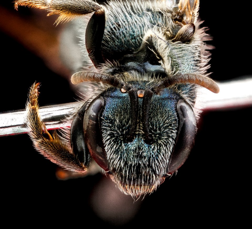 Lasioglossum nymphaerum, female, face 2012-07-03-15.57