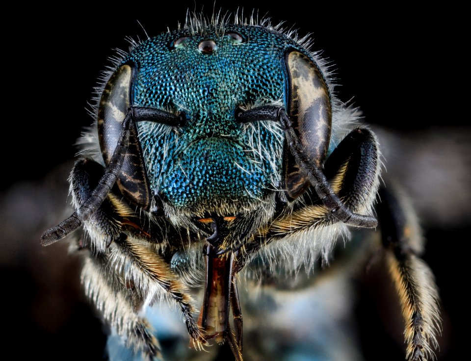 Osmia conjuncta, F, Face, MD, Carroll County 2013-08-09-18.03.24 ZS PMax