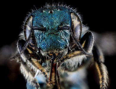 Osmia conjuncta, F, Face, MD, Carroll County 2013-08-09-18.03.24 ZS PMax photo