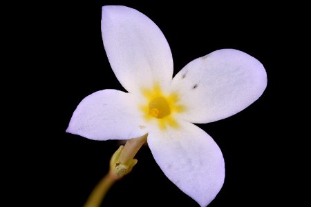 Houstonia caerulaea, 3, Common Bluets, Howard County, Md,  2018-05-17-17.08.17 ZS