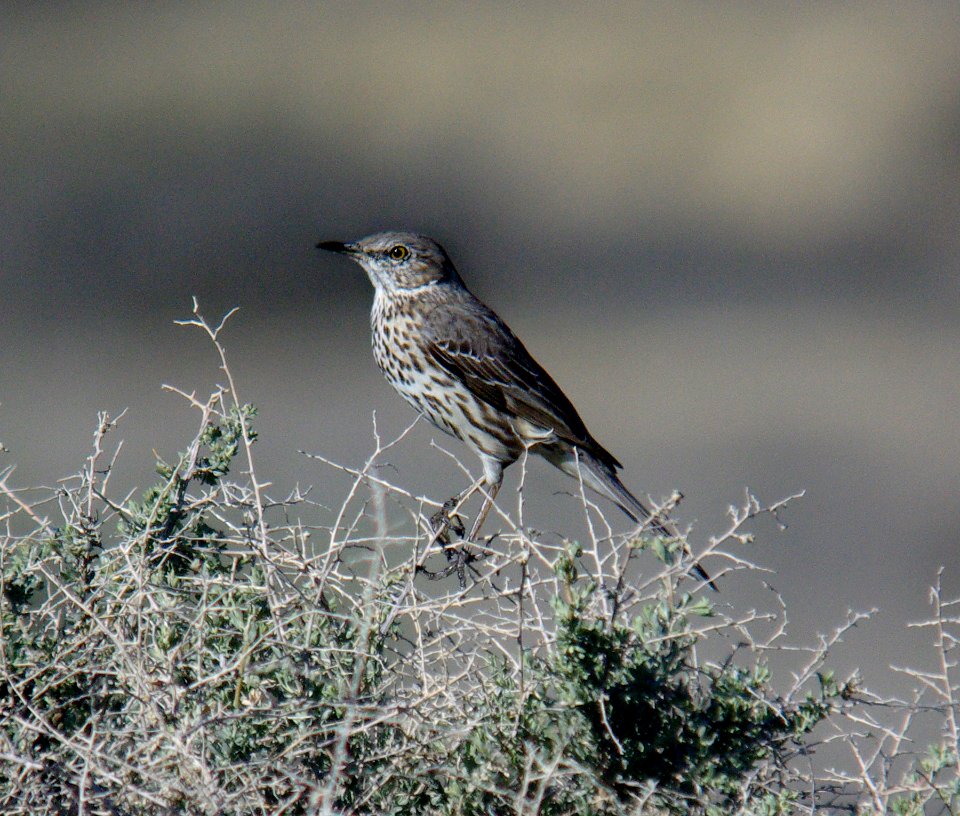 THRASHER, SAGE (3-30-07)-1 carrizo plain nat monument, slo co, ca