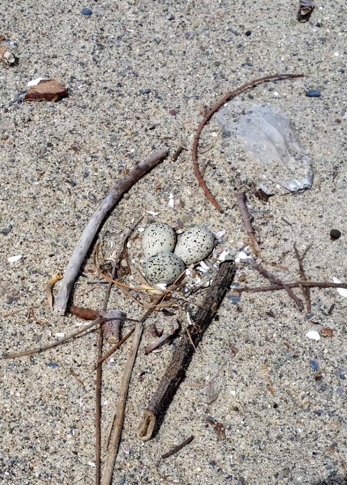 A western snowy plover nest and eggs on Santa Monica State Beach. photo