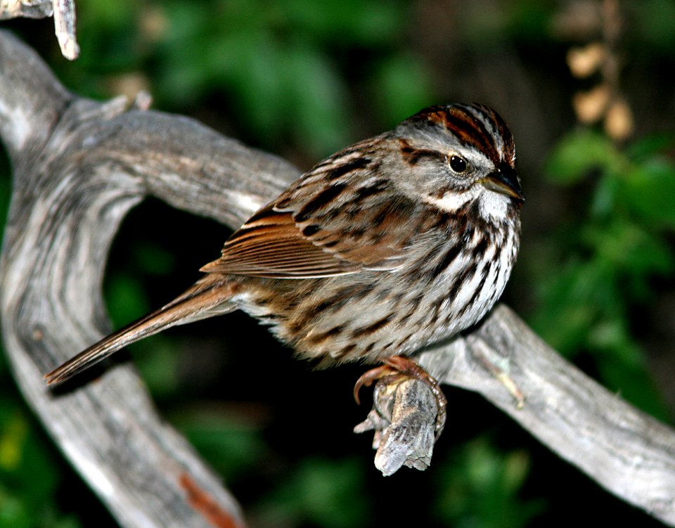 SPARROW, SONG (1-11-07) canet rd, morro bay, slo co, ca