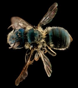 Osmia virga, F, Back, MA, Barnstable County 2014-04-11-11.35.12 ZS PMax photo