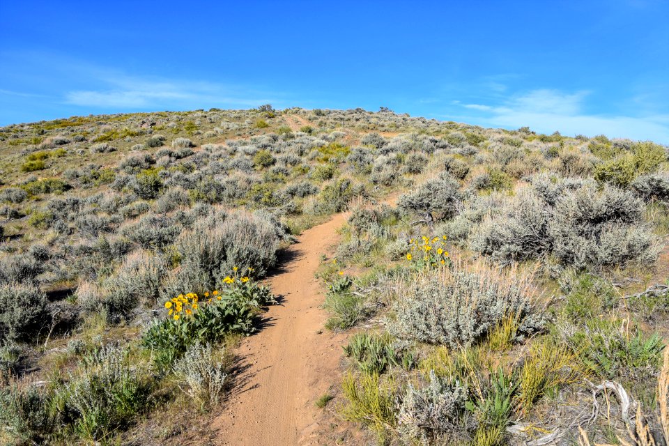 Sagebrush landscape near Reno, Nevada photo