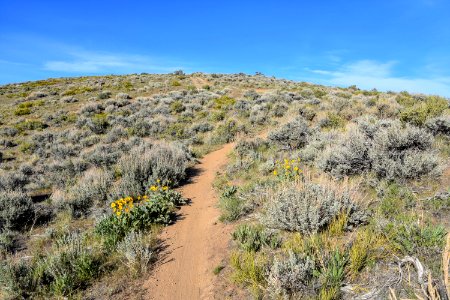 Sagebrush landscape near Reno, Nevada