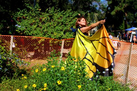 Monarchs in the Garden